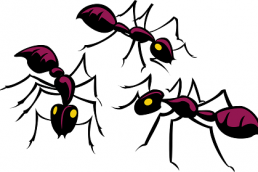 Schwarmintelligenz -Was wir Logistiker von Ameisen lernen können