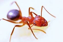 Schwarmintelligenz – Was wir Logistiker von Ameisen lernen können