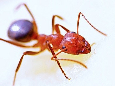 Schwarmintelligenz – Was wir Logistiker von Ameisen lernen können
